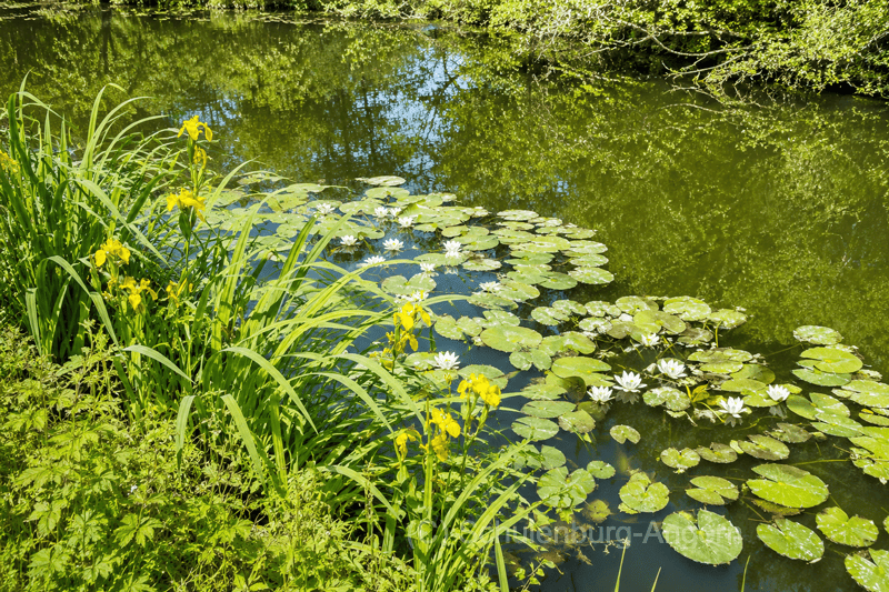 Angern Wassergraben Vegetation