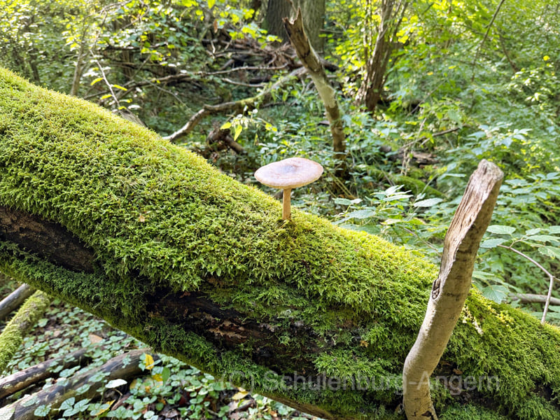 forst-schulenburg-pilz